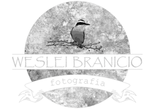 Logo de Weslei Branicio | Fotografia de Casamentos, Ensaios e Família